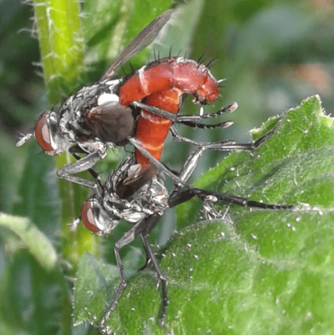 Tachinidae : coppia di Cylindromyia bicolor?  S